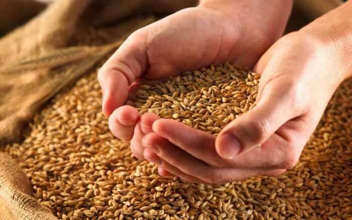 طرح توجیهی تولید بذر اصلاح شده گندم