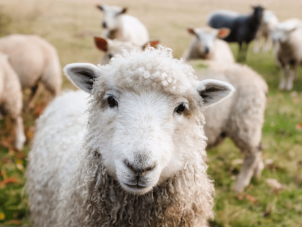 طرح توجیهی احداث واحد 500 راسی پرورش گوسفند