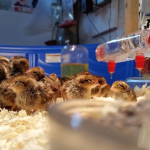 Quail chicks in a brooder box. (Photo courtesy of David Herrington)